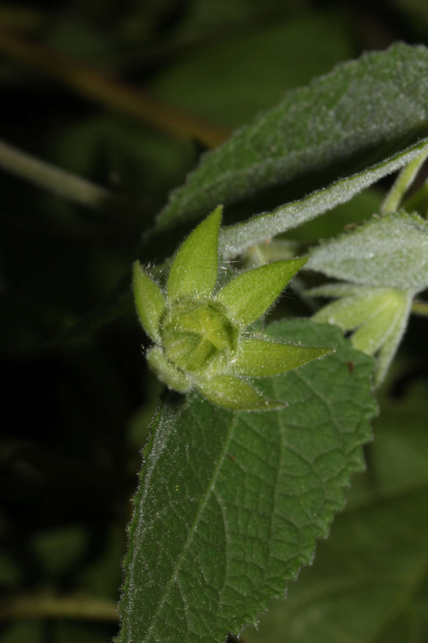 Sivun Pavonia sidifolia Kunth kuva