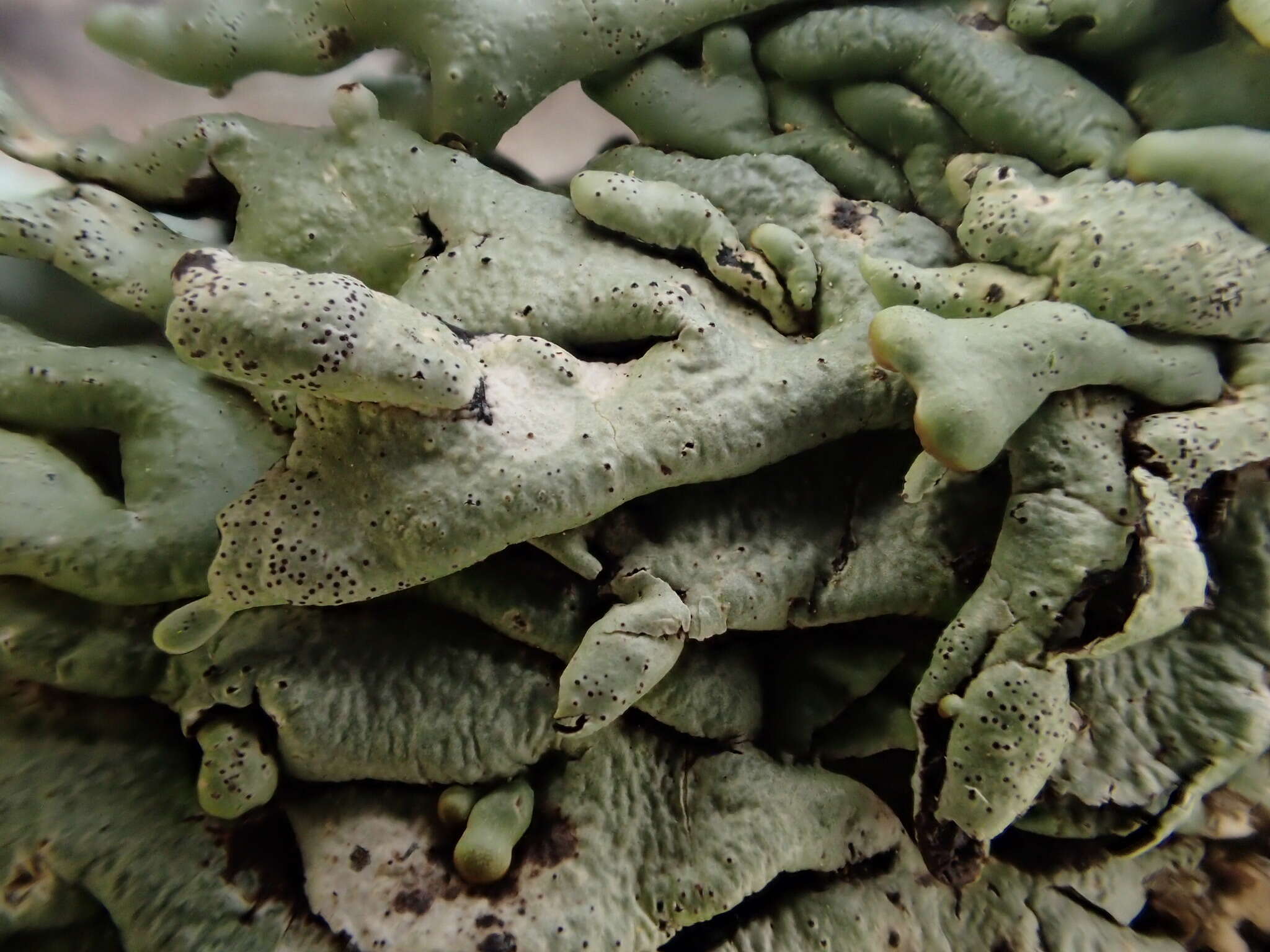 Image of Lattice tube lichen