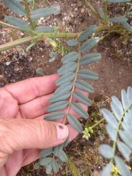 Astragalus douglasii var. parishii (A. Gray) M. E. Jones resmi