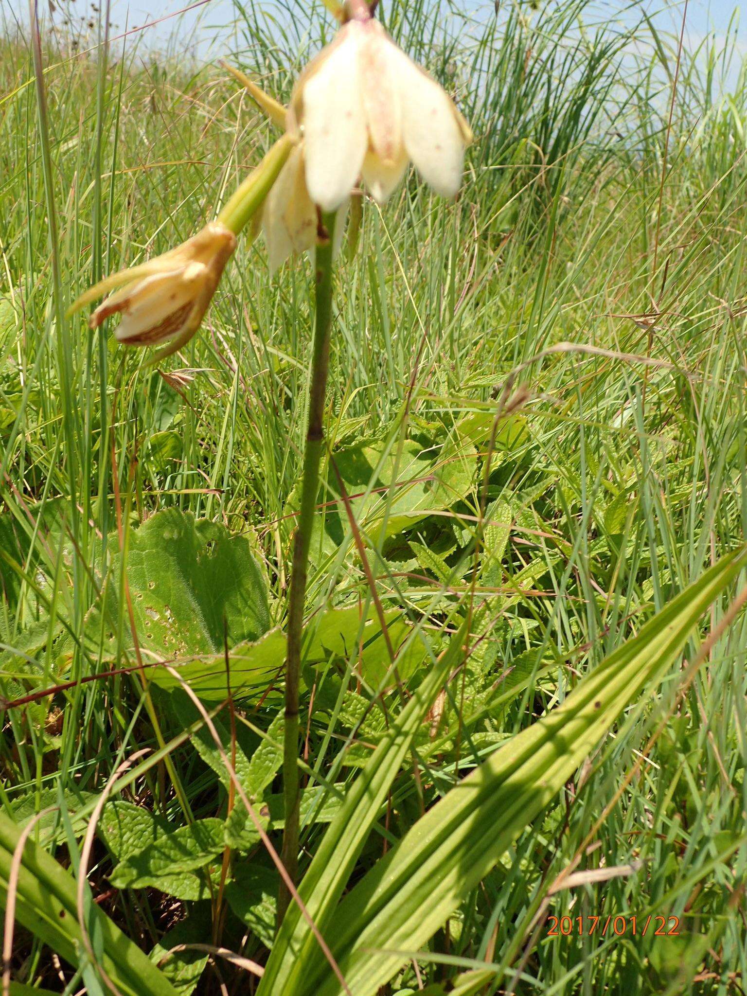 Image of Eulophia calanthoides Schltr.