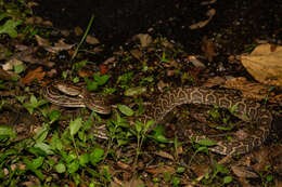 صورة Protobothrops flavoviridis (Hallowell 1861)