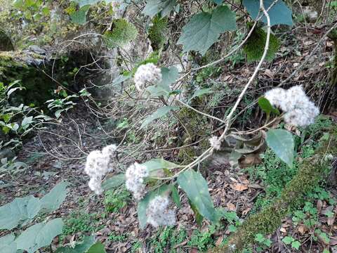 صورة Ageratina eleazarii Rzed.