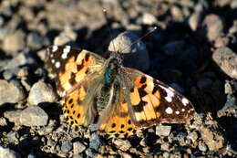 Image of Vanessa cardui