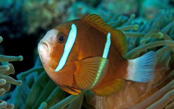 Image of Barrier Reef Anemonefish