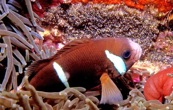 Image of Barrier Reef Anemonefish