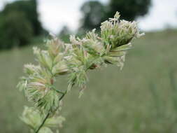 Image of Cocksfoot or Orchard Grass