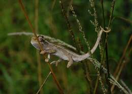 Image of Black-headed Dwarf Chameleon