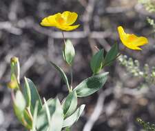 Image of tree poppy