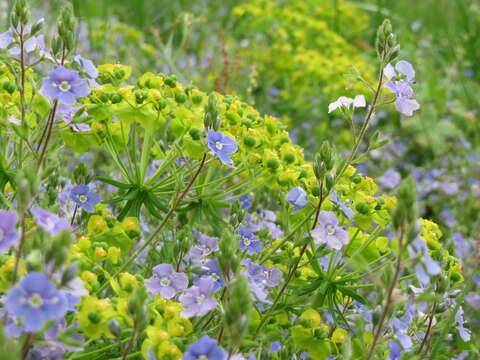 Image of bird's-eye speedwell