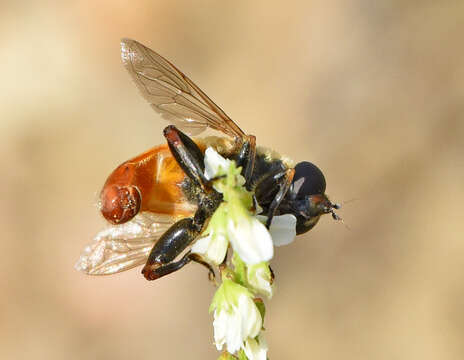 Image of <i>Polydontomyia curvipes</i>