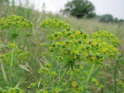 Image of Cypress Spurge