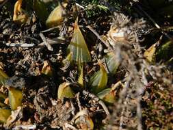 Image of Haworthia mirabilis (Haw.) Haw.