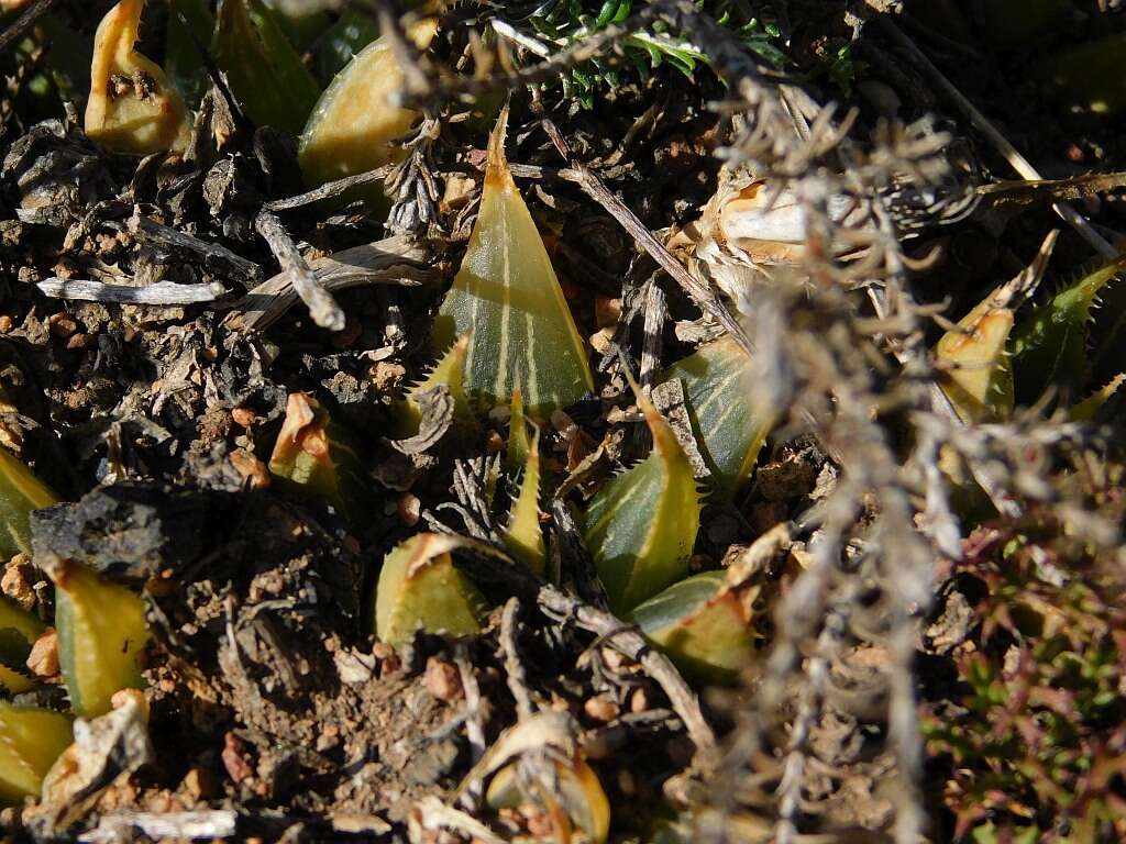 Image of Haworthia mirabilis (Haw.) Haw.