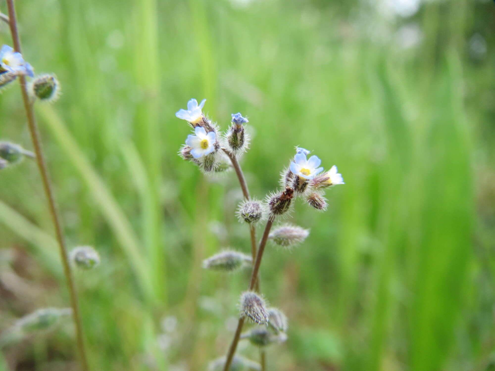 Image of strict forget-me-not