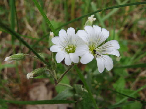 Image of field chickweed