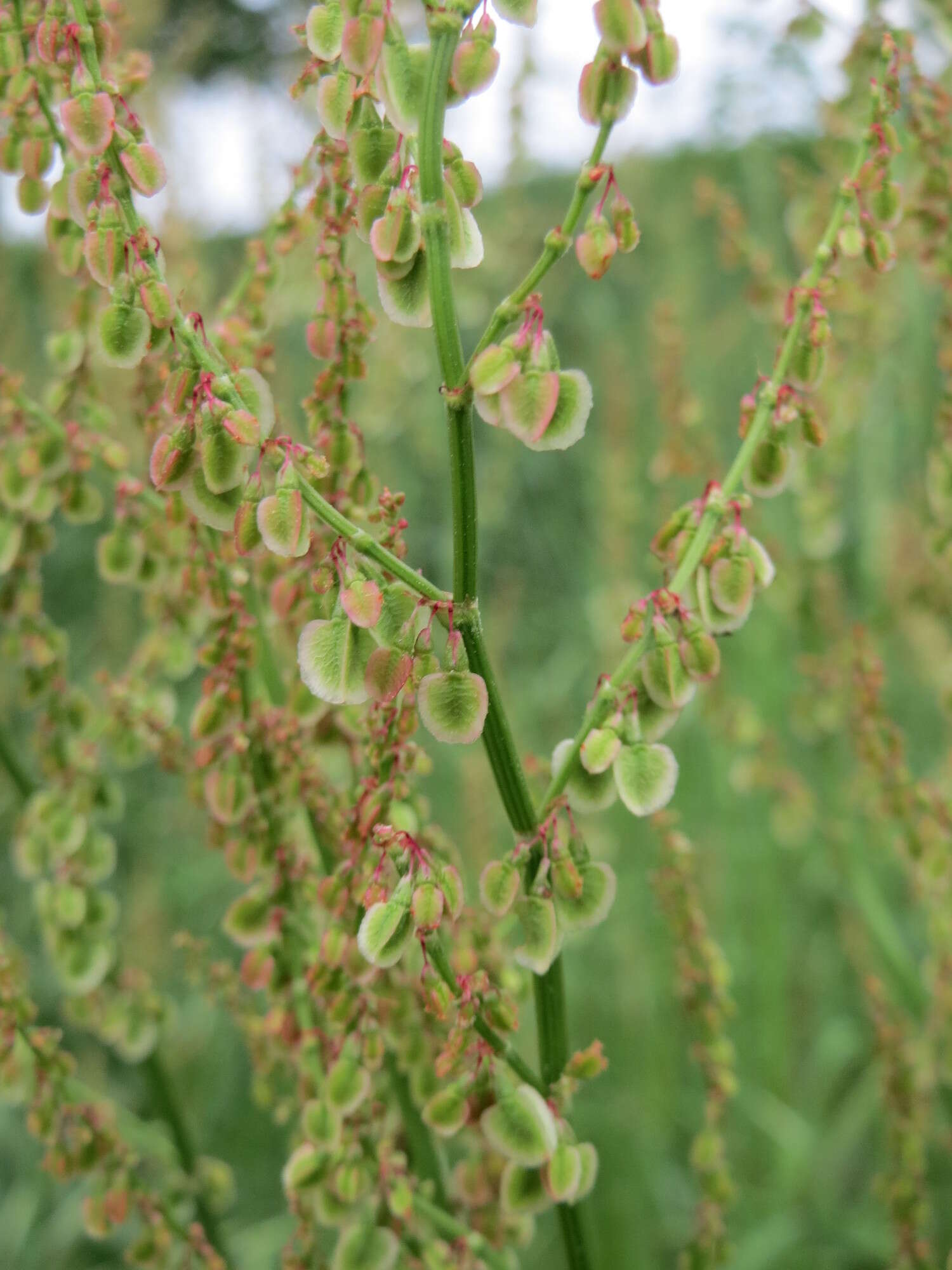 Image of Common Sorrel