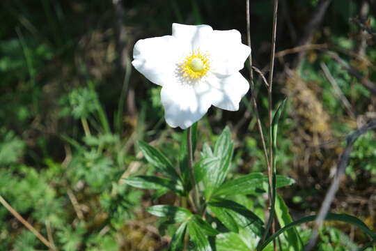 Image of Snowdrop Anemone