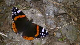 Image of Red Admiral