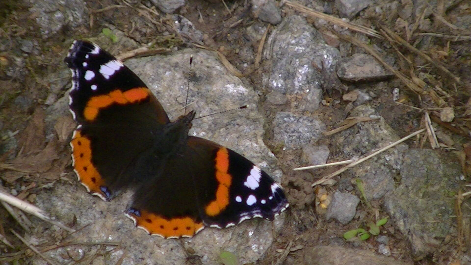 Image of Red Admiral