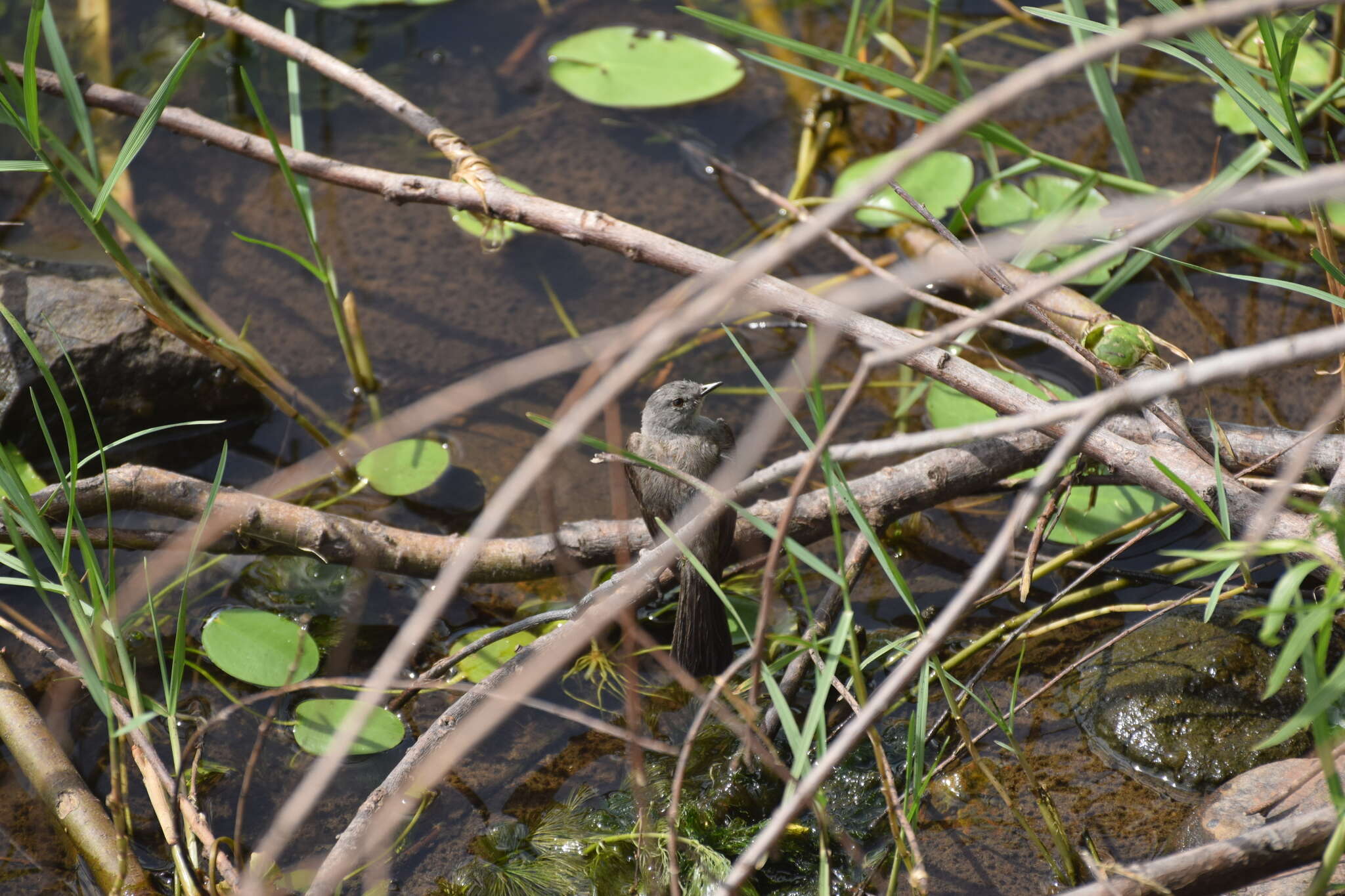 Image of Sooty Tyrannulet