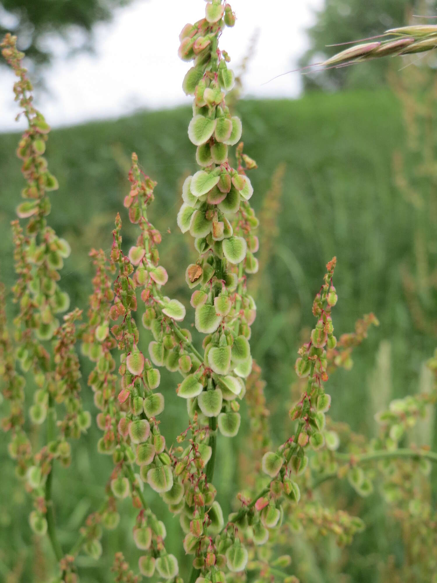 Image of Common Sorrel