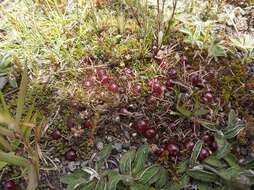 Image of Coprosma atropurpurea (Cockayne & Allan) L. B. Moore