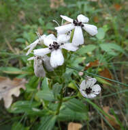 Image of Microbotryum saponariae M. Lutz, Göker, Piątek, Kemler, Begerow & Oberw. 2005