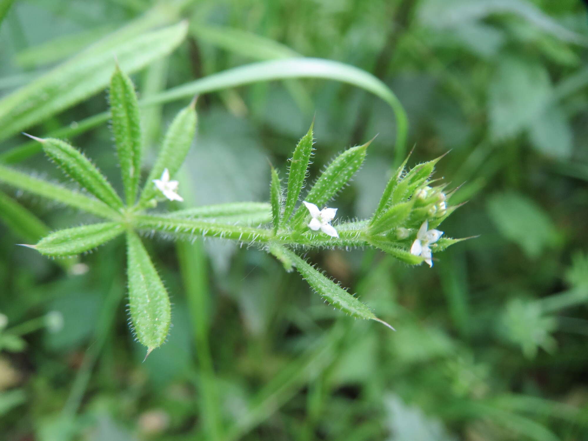 Image of Goosegrass