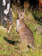 Image of kangaroo