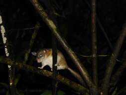 Image of Malabar Spiny Dormouse