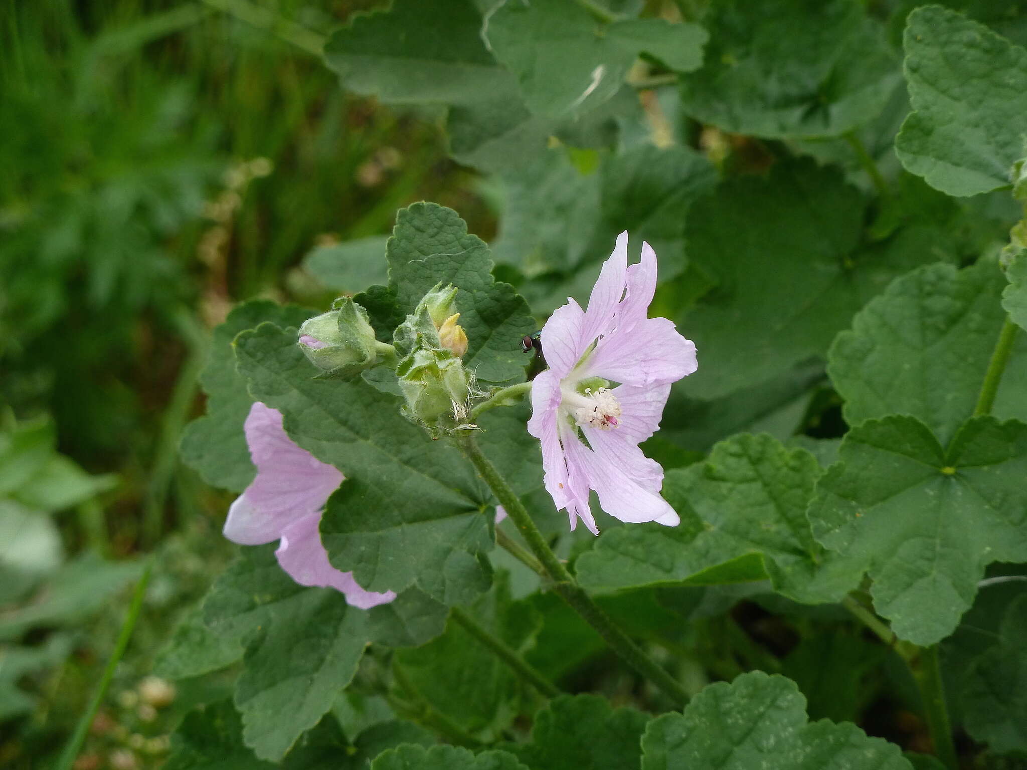 Image of Malva thuringiaca (L.) Vis.