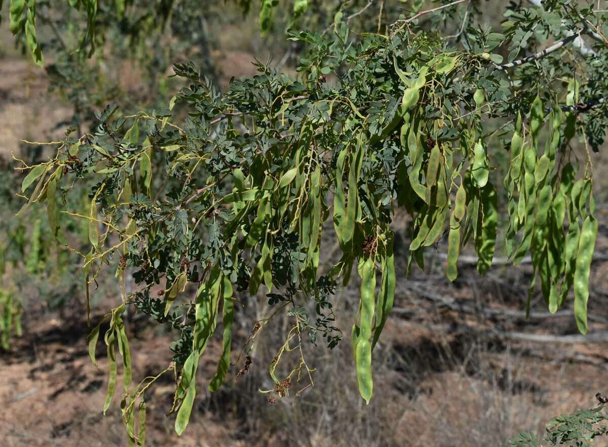 Image of glory wattle