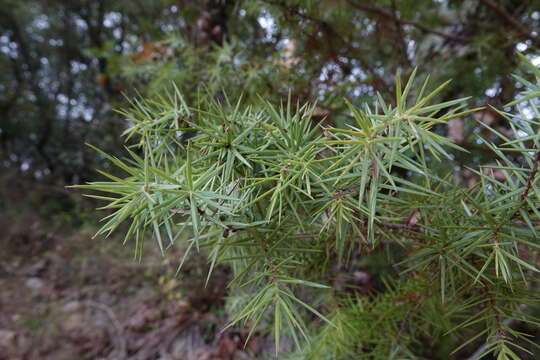 Image of Prickly Juniper