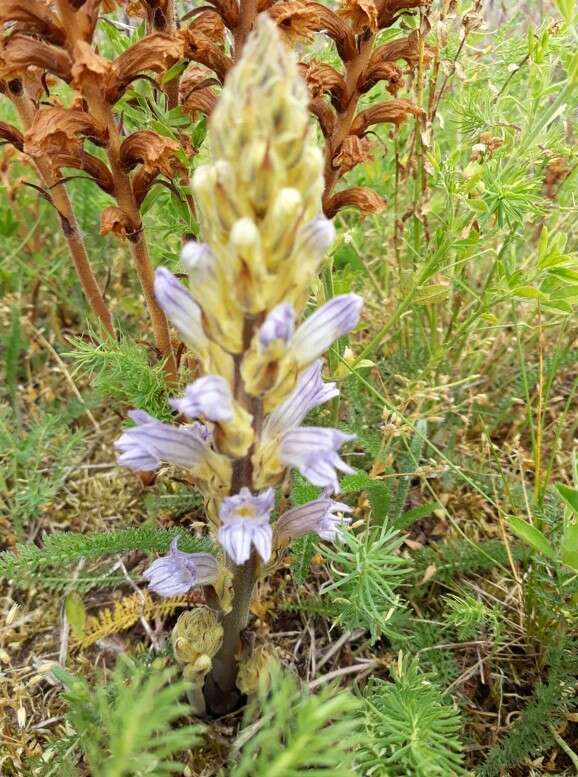 Image of Phelipanche purpurea subsp. purpurea