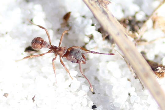 Image of Northern Fungus Farming Ant