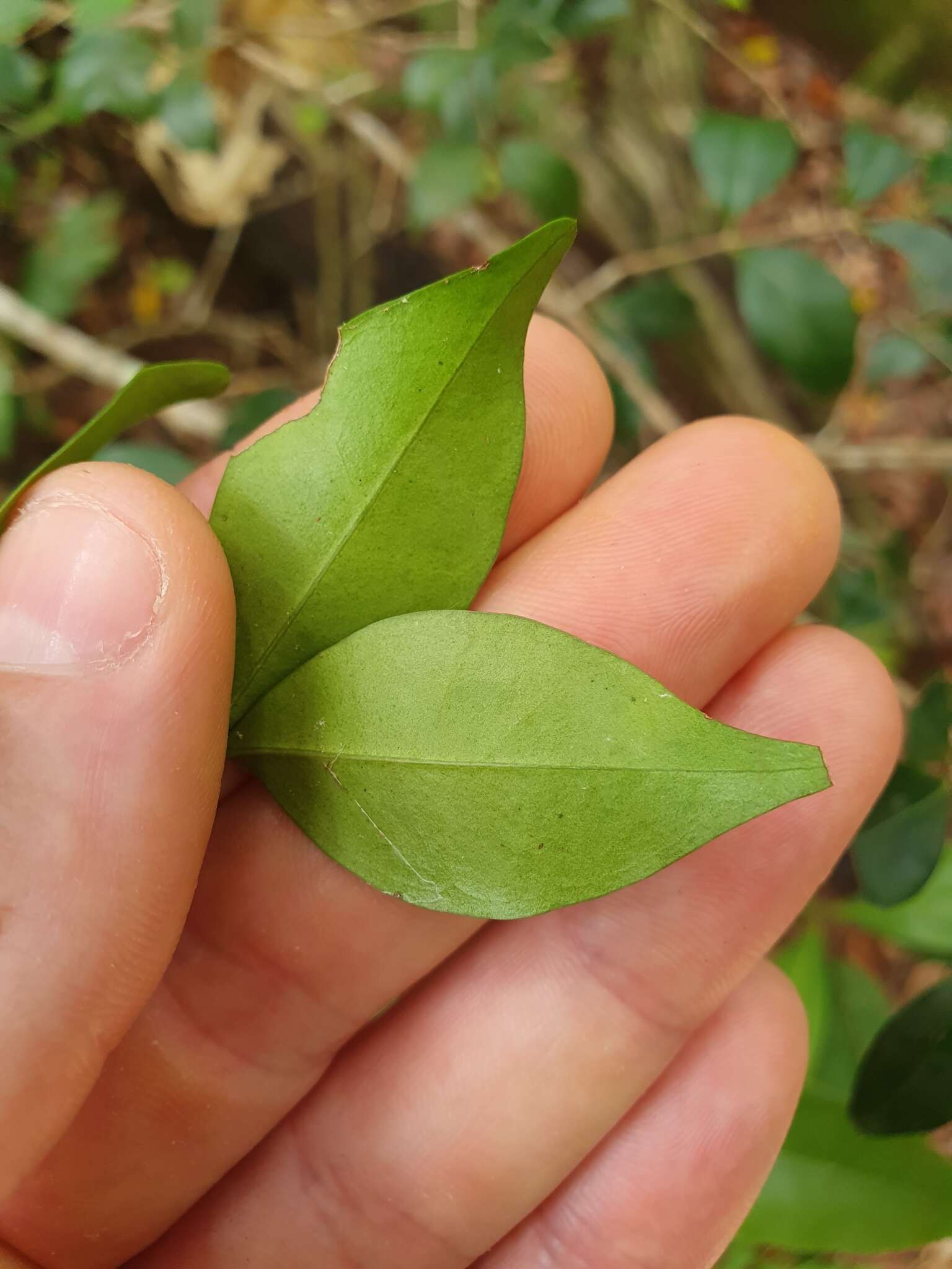 Слика од Memecylon pauciflorum Bl.