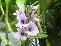 Image of anchored water hyacinth