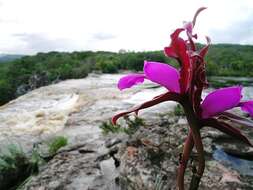 Image of Cattleya elongata Barb. Rodr.