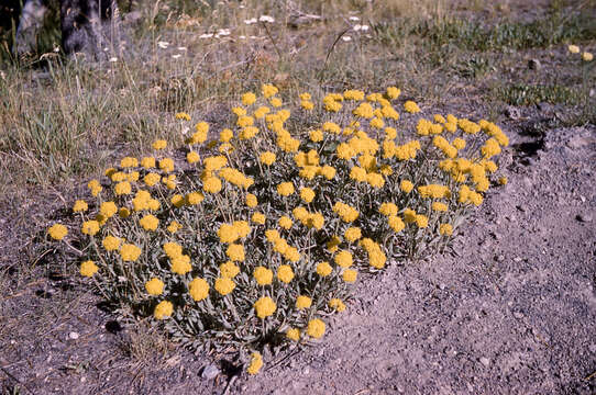 Image of alpine golden buckwheat