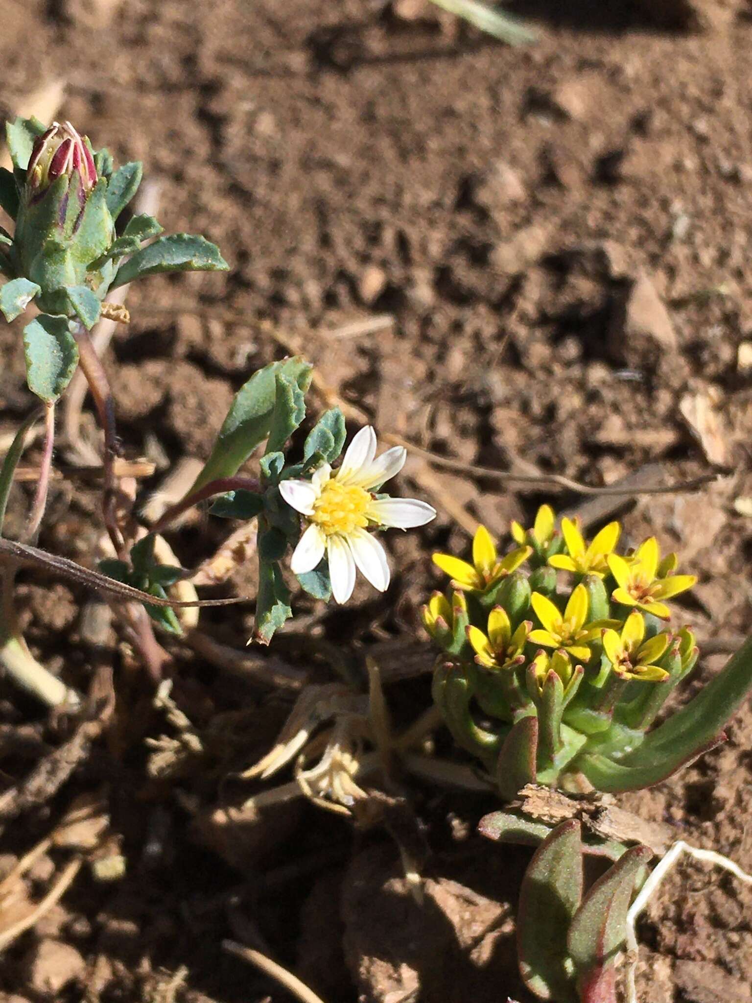 Image de Chaetanthera euphrasioides (DC.) Fr. Meigen