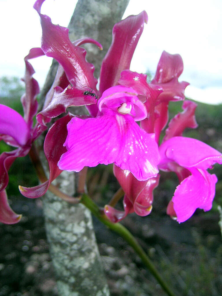 Image of Cattleya elongata Barb. Rodr.