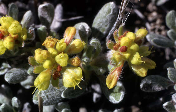 Imagem de Eriogonum caespitosum Nutt.