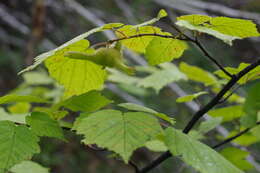 Image of Corylus sieboldiana var. mandshurica (Maxim.) C. K. Schneid.