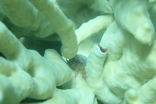 Image of elkhorn coral crab