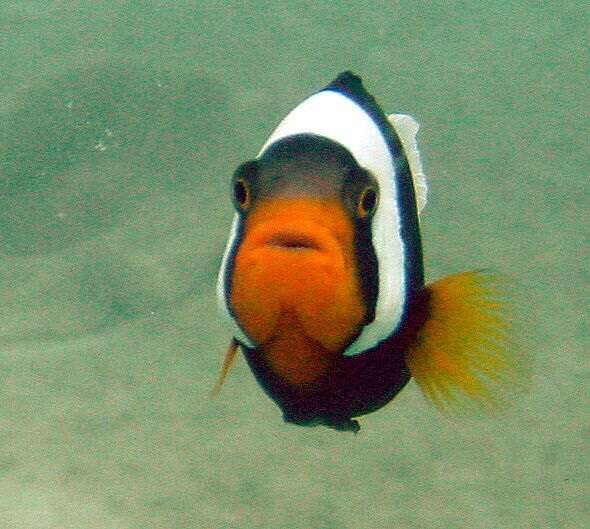 Image of Saddleback clownfish