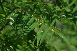 Image of Sumac Gall Aphid