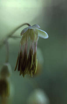 Image of western meadow-rue