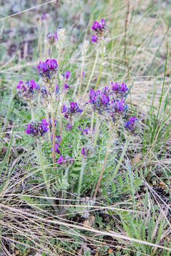 Image de Oxytropis strobilacea Bunge