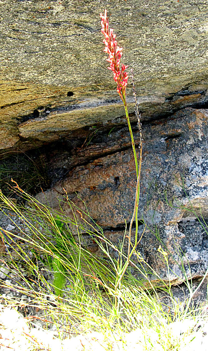 Image de Tritoniopsis revoluta (Burm. fil.) Goldblatt