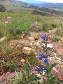 Image of Salvia sophrona Briq.